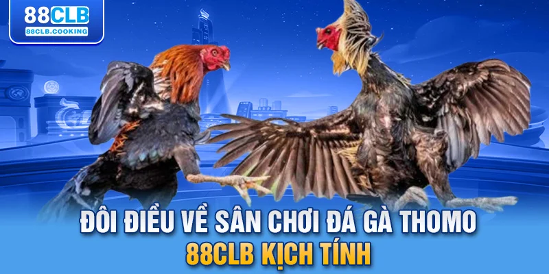 Đôi điều về sân chơi đá gà Thomo 88CLB kịch tính