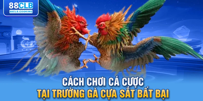 Cách chơi cá cược tại trường gà cựa sắt bất bại 