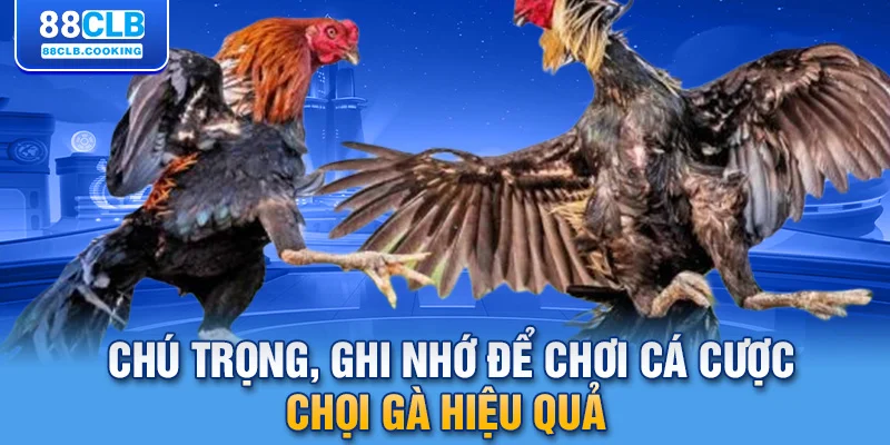 Chú trọng, ghi nhớ để chơi cá cược chọi gà hiệu quả 